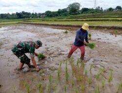 Tingkatkan Ketahanan Pangan tahun 2025, Babinsa Koramil 05/Balaraja Bantu Petani Tanam Padi