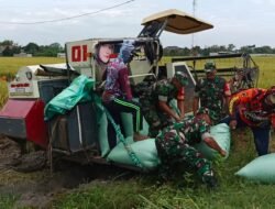 Babinsa Bantu Panen Padi Menggunakan Mesin Combi, Tingkatkan Produktivitas Petani
