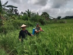 Babinsa Desa Kubang Bantu Pak Tani Lakukan Penyemprotan Hama Padi