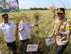 Kapolresta Tangerang Hadiri Kegiatan Vidcon Panen Raya Padi Serentak Bersama Presiden RI