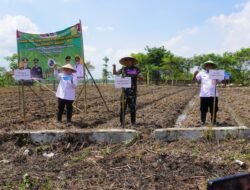 Dandim dan Kapolresta Tangerang Tanam Jagung Hibrida, Dorong Kemandirian Pangan Desa