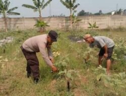 Dukung Ketahanan Pangan Nasional, Bhabinkamtibmas Pantau Tanaman Terong Warga di Pangadegan