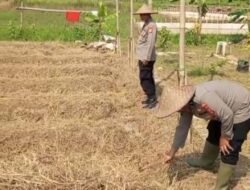 Kapolsek Kresek AKP A. Suryadi beserta jajarannya melaksanakan pembersihan Lahan guna Penanaman Jagung Hybrida