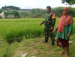 Babinsa Koramil 14/Panongan Melaksanakan Pendampingan Petani