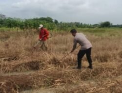 Kapolsek Kresek Bersama Kelompok Tani Melaksanakan Pembersihan Lahan Jagung