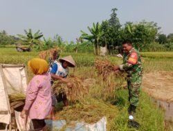 Dukung Program Ketahanan Pangan, Babinsa Koramil 14/Panongan Dampingi Petani Panen Padi