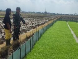 Sinergi TNI dan Petani: Serka Junaedi Dampingi Monitoring Bibit Padi di Karangwaru
