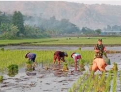 Semangat Babinsa Tumbuh Bersama Tetes Keringat Petani