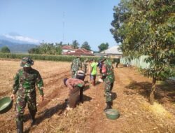 Kompi Produksi Kodim 0711/Pemalang Dukung Program Ketahanan Pangan, Gelar Penanaman Jagung di Randudongkal