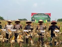 Dukung Asta Cita Presiden, Kapolresta Tangerang Panen Jagung Serentak Program Ketahanan Pangan