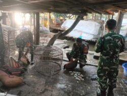 Danramil 0602-10/Pontang Bersama Anggota Gerebeg Sabung Ayam Di Pegandikan Lebak Wangi, Puluhan Orang Lari Kocar Kacir
