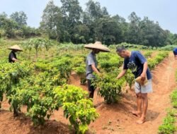 RUTAN TANGERANG PANEN CABAI, WUJUD NYATA DUKUNGAN TERHADAP KETAHANAN PANGAN NASIONAL
