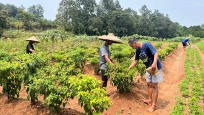 RUTAN TANGERANG PANEN CABAI, WUJUD NYATA DUKUNGAN TERHADAP KETAHANAN PANGAN NASIONAL