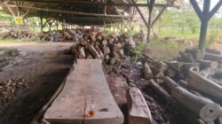 Oknum Perhutani Purwodadi Diduga Curi dan Gelapkan Kayu Jati Plus, Apa yang Terjadi