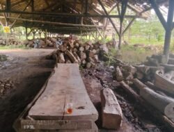 Oknum Perhutani Purwodadi Diduga Curi dan Gelapkan Kayu Jati Plus, Apa yang Terjadi