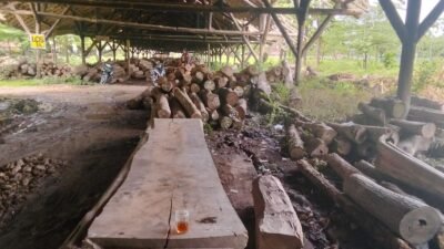 Oknum Perhutani Purwodadi Diduga Curi dan Gelapkan Kayu Jati Plus, Apa yang Terjadi