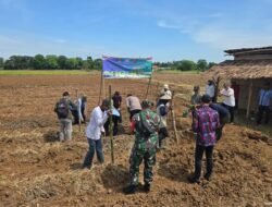 Ketahanan Pangan, Babinsa Bersama Forkopimcam Tanam Jagung Dan Bawang