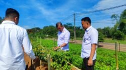 Rutan Kelas I Tangerang Kembangkan Budidaya Cabai Di Lahan SAE Sebagai Wujud Pembinaan Produktif Serta Dukung Program Ketahanan Pangan