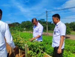 Rutan Kelas I Tangerang Kembangkan Budidaya Cabai Di Lahan SAE Sebagai Wujud Pembinaan Produktif Serta Dukung Program Ketahanan Pangan