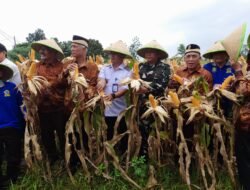 Koramil Legok Kawal Panen Jagung Perkuat Ketahanan Pangan Cisauk