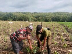 Satu Juta Asa di Tanah Jawa: Laskar Merah Putih Jateng Tanam Fondasi Lingkungan Berkelanjutan Lewat Bibit Buah