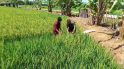 Dukung Ketahanan Pangan di Tingkat Lokal, Babinsa di Susoh Dampingi Petani Kontrol Reproduktif Padi