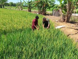 Dukung Ketahanan Pangan di Tingkat Lokal, Babinsa di Susoh Dampingi Petani Kontrol Reproduktif Padi