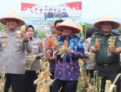 Panen Jagung di Bantar Panjang Buktikan Program Ketahanan Pangan Berjalan