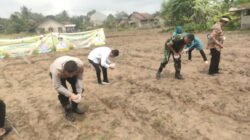 Polsek Tigaraksa Laksanakan Program Ketahanan Pangan Penanaman Jagung Hibrida 1 Desa 2 Hektar di Desa Daru