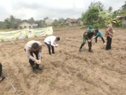 Polsek Tigaraksa Laksanakan Program Ketahanan Pangan Penanaman Jagung Hibrida 1 Desa 2 Hektar di Desa Daru