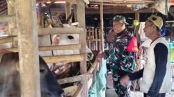 Mandiri Air dan Pakan, Peternak Sapi di Cikuya Sangan Bersyukur Berkat TMMD