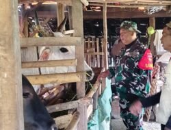 Mandiri Air dan Pakan, Peternak Sapi di Cikuya Sangan Bersyukur Berkat TMMD