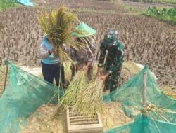 Alhamdulillah, Jalan Baru TMMD Brebes Sangat Membantu Petani Angkut Hasil Panen