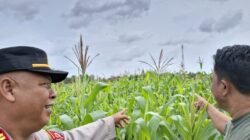Polsek Kronjo Dukung Ketahanan Pangan Nasional, Cek Lahan Tanam Jagung Hibrida di Desa Bakung
