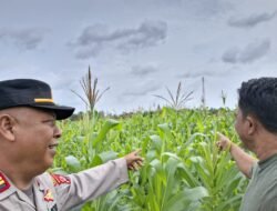 Polsek Kronjo Dukung Ketahanan Pangan Nasional, Cek Lahan Tanam Jagung Hibrida di Desa Bakung