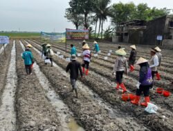 Program Ketapang,Koramil Mauk Bersama BUMDesa Pancakarya Sejahtera Tanam Jagung