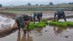 Tanam Padi di Tehnopark Randudongkal, Koramil 08/Randudongkal Perkuat Ketahanan Pangan