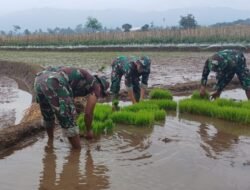 Tanam Padi di Tehnopark Randudongkal, Koramil 08/Randudongkal Perkuat Ketahanan Pangan