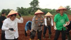 Bupati dan Kapolresta Tangerang Tanam Jagung Hibrida, Dorong Penguatan Ketahanan Pangan