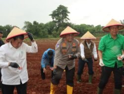 Bupati dan Kapolresta Tangerang Tanam Jagung Hibrida, Dorong Penguatan Ketahanan Pangan