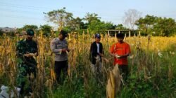 Jaga Ketahanan Pangan, Babinsa Koramil Rajeg Bantu Panen Jagung