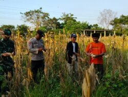 Jaga Ketahanan Pangan, Babinsa Koramil Rajeg Bantu Panen Jagung