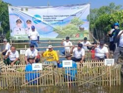 Aksi Hijau di Pesisir Ulujami: 3.000 Mangrove Ditanam Pemkab Pemalang Rayakan Hari Lingkungan Hidup 2026